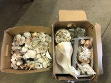 (2) Boxes of Seashells