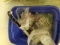 Asst. Veterinary Products