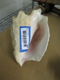 Conch Shell Horn