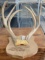 Whitetail 7 Pointer Deer Rack