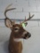 8-Point Whitetail Buck Mount