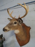 8-Point Whitetail Buck Mount