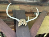 Moose, White Tail & Male Deer Antlers on Shed