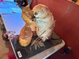 Taxidermy Beaver