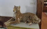 Ceramic Cheetah