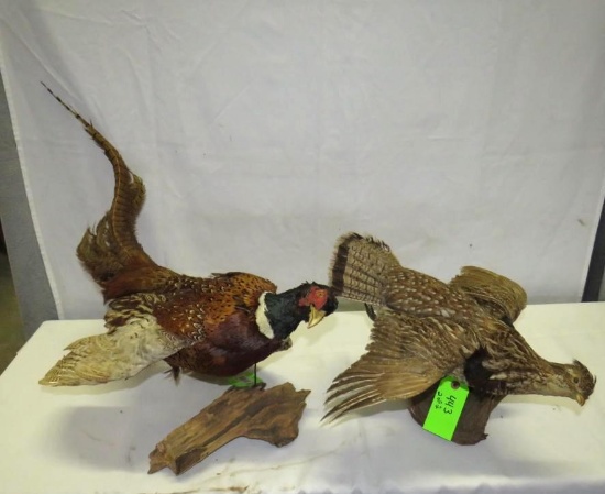 Pheasant & Grouse Taxidermy Pair