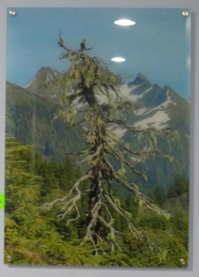 Picture on Plexiglass "Rocky Mountain Tree"