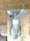 8-Point White Tail Deer Mount