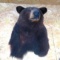 Black Bear Head Mount