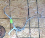 Reindeer Antlers