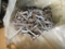 Roof Screws