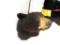 Black Bear Head Mount