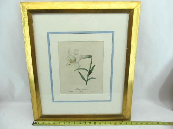 Lilium Longiflorum Early Print