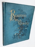 RARE Beautiful WILD FLOWERS of America. From Original Water-color Drawings After Nature