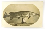 142.  1920’s RPPC of Twenty two pound Pickeral (Northern Pike) caught throu