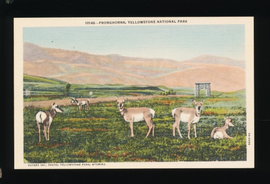 1948 Pronghorns, Yellowstone National Park.  SIZE:  Standard; CONDITION:  M