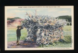 1948 House of Antlers at Mammoth, YellowstoneNational Park.  SIZE:  Standar