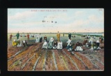 1912 Sugar Beet Field, Bay City, Mich.  Lots of workers, Mostly Gals; a Bun