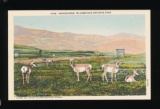 1948 Pronghorns, Yellowstone National Park.  SIZE:  Standard; CONDITION:  M