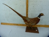 Mounted ringneck pheasant, approx 28-1/2