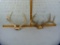 Deer antlers - 2 sets:  8 pt 15-1/2
