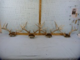 Deer antlers - 4 sets:  8 pt and 10 pt, 13