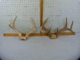 Deer antlers - 2 sets:  8 pt 15-1/2