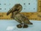 Cast iron can opener, pelican, 3-3/8