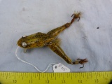 Fishing lure: Paw-Paw What-A-Frog