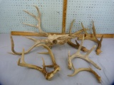 (3) pairs of deer antlers & 2 singles