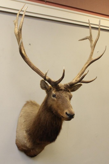 Bull Elk Shoulder Mount