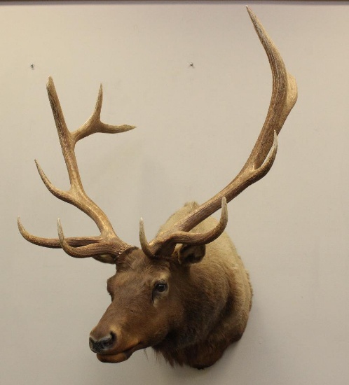 Bull Elk Shoulder Mount