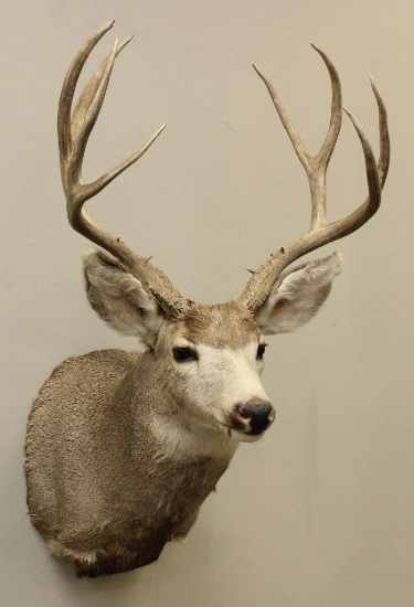 Mule Deer Shoulder Mount