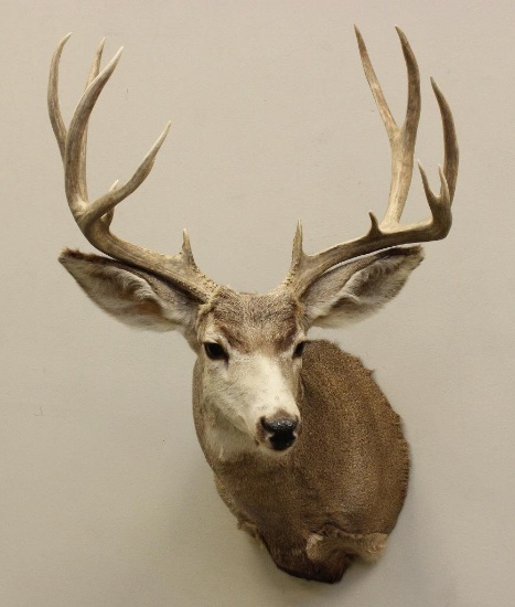 Mule Deer Shoulder Mount