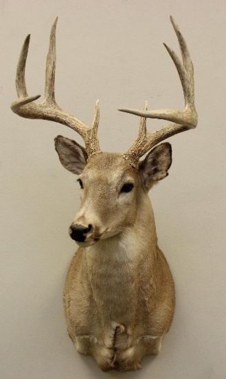 Whitetail Buck Shoulder Mount