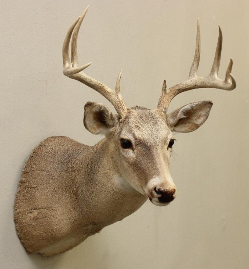 Whitetail Buck Shoulder Mount