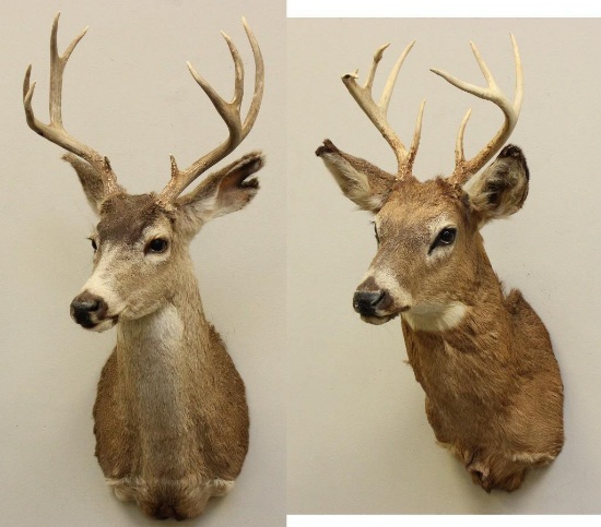 (2) Pair of Whitetail Buck Shoulder Mounts