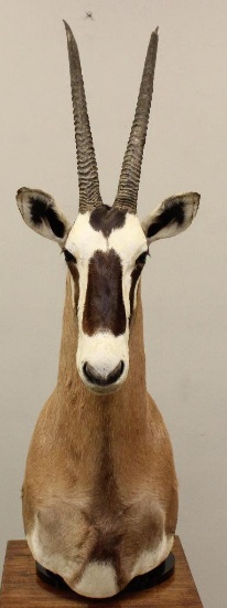 Gemsbok Shoulder Pedestal Mount