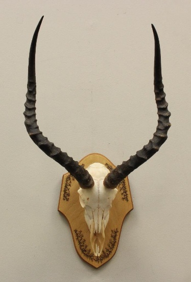 Impala Skull Mount