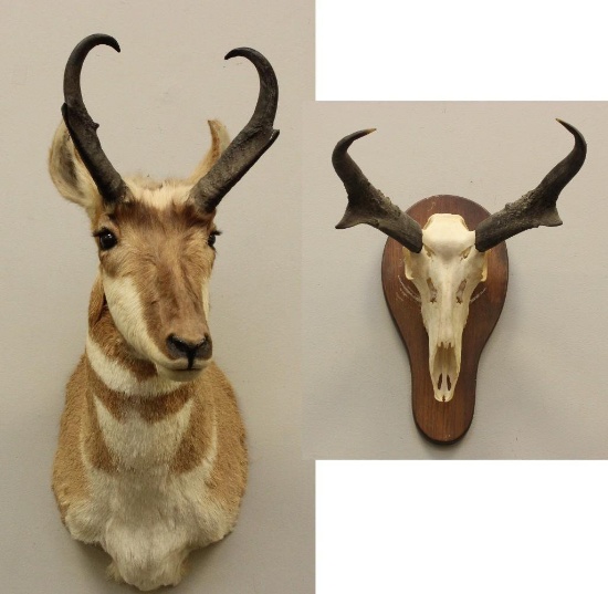 Set of (2) Pronghorn Antelope Mounts