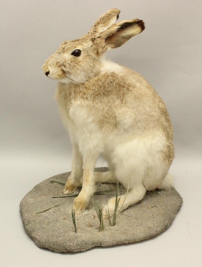 Jack Rabbit Full Body Mount