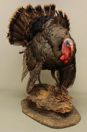 Male Gobbler Turkey Full Body Mount