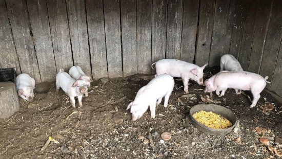 Eight Small 30 Pound Pigs