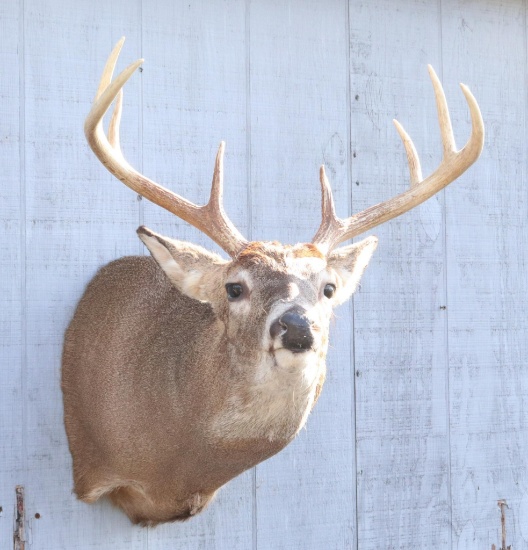 Whitetail Shoulder Mount