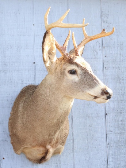 Whitetail Shoulder Mount