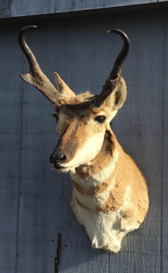 Pronghorn Antelope Shoulder Mount