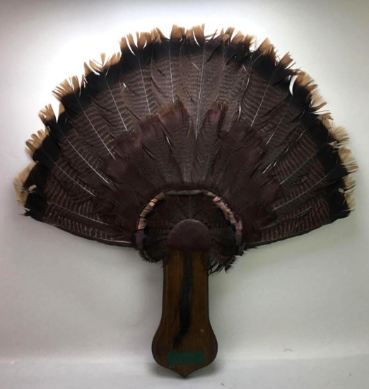 Set of Wild Turkey Tail Feathers and Beard