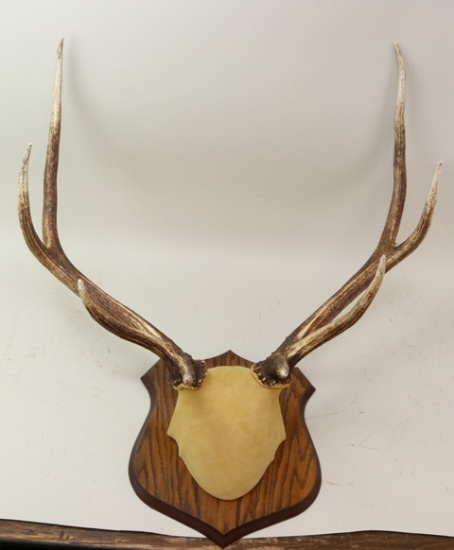 Elk Antler Skull Cap Mount