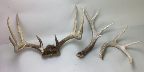 10 Point Whitetail Skull Cap Mount and Rattling Set