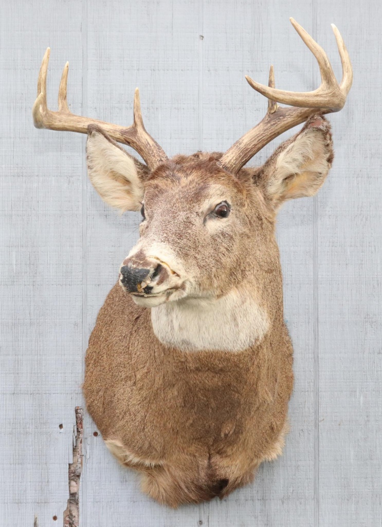 Firearms, Accessories, and Taxidermy Auction